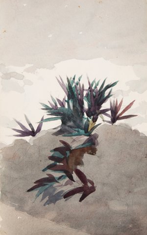 Main Product Photo of Hillside with Clumps of Maguey Painting by Winslow Homer