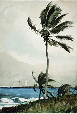 Main Product Photo of Palm Tree, Nassau Painting by Winslow Homer